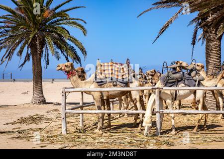 Camel Rides in the Namib Desert in Namibia. Popular tourist attraction ...