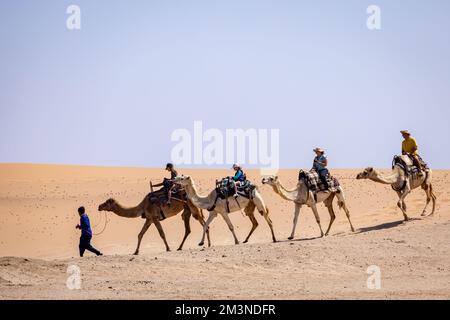Camel Rides in the Namib Desert in Namibia. Popular tourist attraction ...
