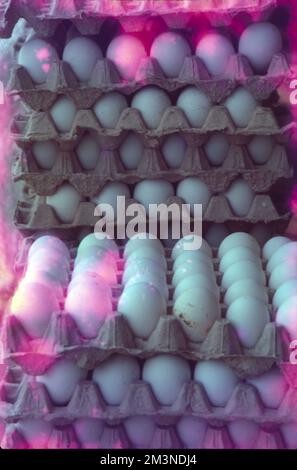 Poultry Farm at Nammakal, Tamil Nadu:- Poultry farming is beneficial for the production of eggs and meat for commercial purposes. Millions of chickens are raised across the world as a good source of food in the form of eggs and meat. Stock Photo