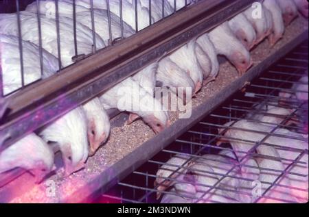 Poultry Farm at Nammakal, Tamil Nadu:- Poultry farming is beneficial for the production of eggs and meat for commercial purposes. Millions of chickens are raised across the world as a good source of food in the form of eggs and meat. Stock Photo