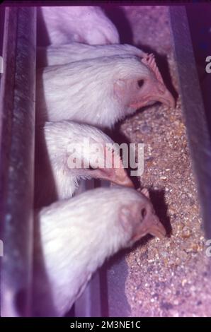 Poultry Farm at Nammakal, Tamil Nadu:- Poultry farming is beneficial for the production of eggs and meat for commercial purposes. Millions of chickens are raised across the world as a good source of food in the form of eggs and meat. Stock Photo