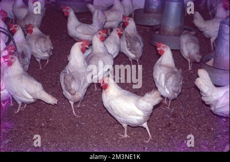 Poultry Farm at Nammakal, Tamil Nadu:- Poultry farming is beneficial for the production of eggs and meat for commercial purposes. Millions of chickens are raised across the world as a good source of food in the form of eggs and meat. Stock Photo