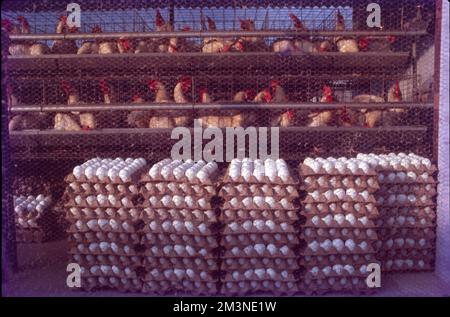 Poultry Farm at Nammakal, Tamil Nadu:- Poultry farming is beneficial for the production of eggs and meat for commercial purposes. Millions of chickens are raised across the world as a good source of food in the form of eggs and meat. Stock Photo