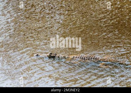 Telephoto shot of a Nile Crocodile, Crocodylus niloticus, floating in the Chobe river. Chobe National Park, Botswana. Stock Photo