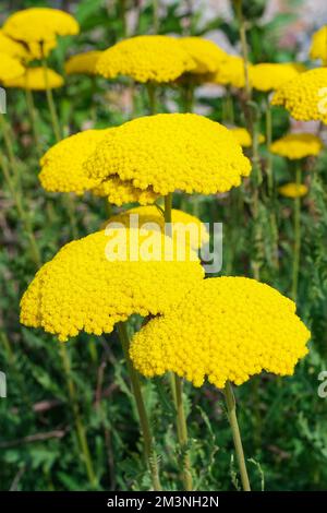 Achillea filipendulina Gold Plate, Achillea Gold Plate, yarrow Gold Plate, herbaceous perennial, golden-yellow flowers Stock Photo