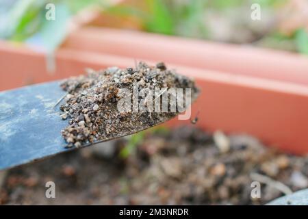 gardening tools and plant on a table with copy space  Stock Photo