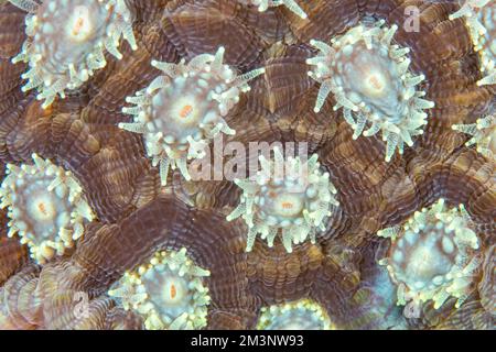 Close up colorful vibrant detail of coral poly colony on healthy tropical coral reef in the wild Stock Photo