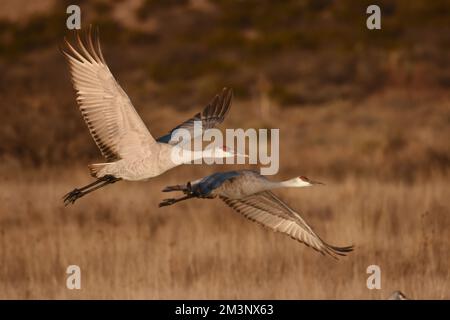 Sandhill Cranes (Antigone canadensis) at Bosque del Apache in New Mexico Stock Photo