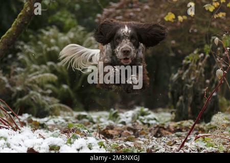 Cocker Spaniel dog jumping through air Stock Photo