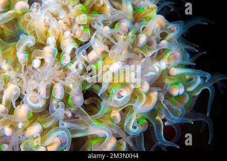 Close up colorful vibrant detail of coral poly colony on healthy tropical coral reef in the wild Stock Photo