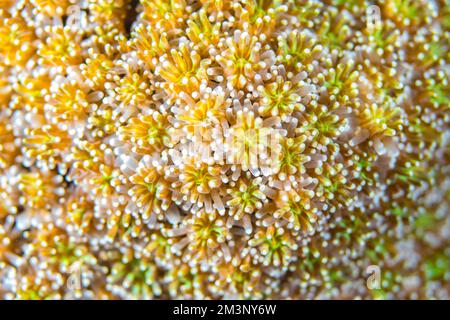 Close up colorful vibrant detail of coral poly colony on healthy tropical coral reef in the wild Stock Photo