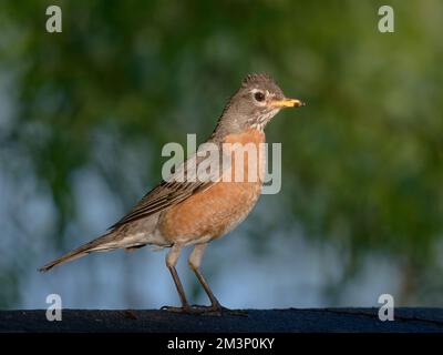 American Robin portrait on a perch Stock Photo