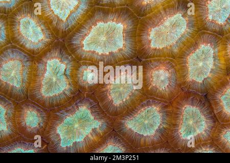 Close up colorful vibrant detail of coral poly colony on healthy tropical coral reef in the wild Stock Photo