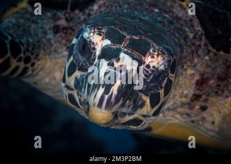 Close up portrait of Hawksbill turtle  - Eretmochelys imbricata Stock Photo