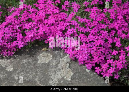 Phlox douglasii 'Crackerjack' Garden, Rockery, Alpine, Creeper, Phloxes Phlox Crackerjack Stock Photo