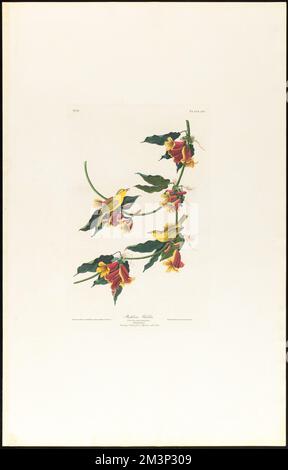 Rathbone warbler : Sylvia Rathbonia. Male, 1. Female, 2. Ramping trumpet-flower. Bignonia capreolata. c.1 v.1 plate 65 , Birds, Vines, Flowers, Yellow warbler, Trumpet creeper. The Birds of America- From Original Drawings by John James Audubon Stock Photo