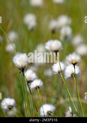 Close-up of flowering cotton grass (Eriophorum) in a moorland landscape in Mecklenburg-Western Pomerania Germany. Stock Photo