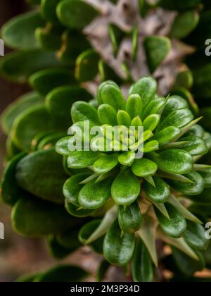 Alluaudia Procera sharp stem close up Stock Photo - Alamy