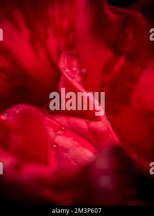 Close-up delicate Red Intuition rose petals as nature background Stock ...