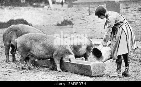 Volunteer in Women's Land Army on Duchy of Cornwall farm Stock Photo