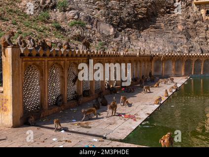 Monkeys in Galtaji temple aka monkey temple, Rajasthan, Jaipur, India ...