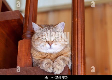 Cat on the stairs bottom view, the cat looks down from the evening, the striped cat climbed upstairs. Funny beautiful striped cat with big eyes hid on Stock Photo