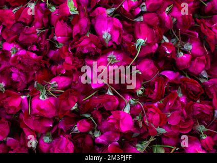 Roses for sale in the flower market, Rajasthan, Jaipur, India Stock Photo