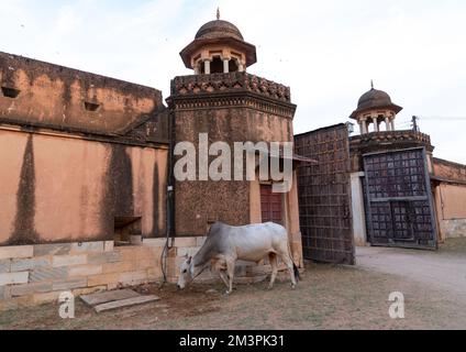 Cow inside Dundlod Fort, Rajasthan, Dundlod, India Stock Photo