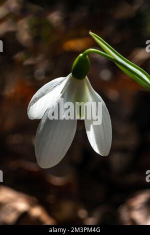 Snowdrop galanthus elwesii var monostictus (Greater Snowdrop) an early winter spring flowering  bulbous plant with a white springtime flower which ope Stock Photo