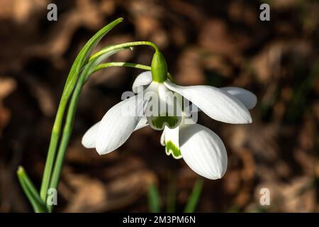 Snowdrop (Galanthus) 'Galatea' a winter spring flowering plant with a white green springtime flower which opens in January and February, stock photo i Stock Photo