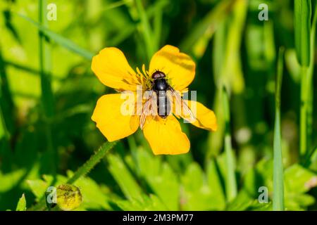 Hoverfly (Chrysogaster chalybeata) male on a yellow wild flower which is a flying insect species found in the UK and also known as dull marsh hoverfli Stock Photo