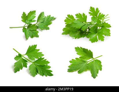 Parsley sprigs group  isolated  on white background Stock Photo
