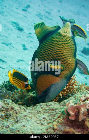 Beautiful Picasso Titan Triggerfish, trigger fish on a Colorful Coral Reef In The Red Sea In Egypt. Blue Water, Hurghada, Scuba Diving, Underwater Stock Photo