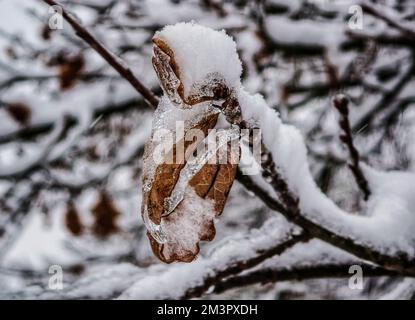 Munich, Bavaria, Germany. 16th Dec, 2022. Scenes from the Langwied district of Munich, Germany which is under steady snowfall and minus temperatures this week after a mild November. The extremely icy conditions have ld to numerous accidents on roadways. (Credit Image: © Sachelle Babbar/ZUMA Press Wire) Stock Photo