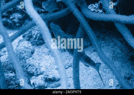 A beautiful big large great barracuda in the colourful coral reef in the Red Sea in Egypt with camo pattern. Scuba Diving underwater photography Stock Photo