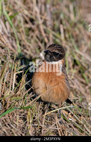 A female stonechat hunting insects on a cold icy winter morning. Stock Photo