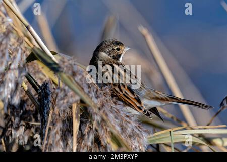 A female stonechat hunting insects on a cold icy winter morning. Stock Photo