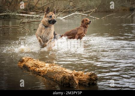 Golden Retriever and German Shepherd Dog playing in a lake together Stock Photo
