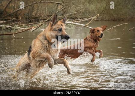 Golden Retriever and German Shepherd Dog playing in a lake together Stock Photo