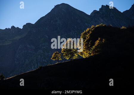 solitary beeches in Espelunguère, pyrenees national park, pyrenees atlantiques, new aquitaine region, france Stock Photo