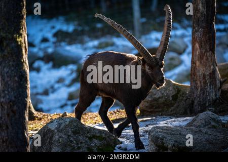 Iberian Ibex or Bouquetin, Capra pyrenaica, Parc Animalier - Wildlife Park, Les Angles, Capcir, Pyrenees Orientales, France Stock Photo