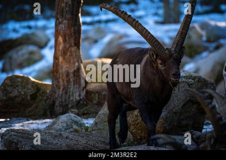 Iberian Ibex or Bouquetin, Capra pyrenaica, Parc Animalier - Wildlife Park, Les Angles, Capcir, Pyrenees Orientales, France Stock Photo