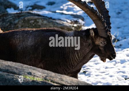 Iberian Ibex or Bouquetin, Capra pyrenaica, Parc Animalier - Wildlife Park, Les Angles, Capcir, Pyrenees Orientales, France Stock Photo