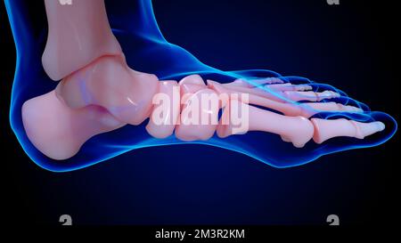 human skeleton anatomy foot bones for medical concept 3D illustration Stock Photo