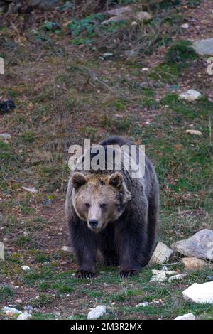 Ursus arctos (ours brun)