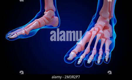 human skeleton anatomy foot bones for medical concept 3D illustration Stock Photo