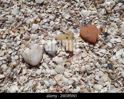 Four heart-shaped stones lying on seashells on the sea coast. Closeup Stock Photo