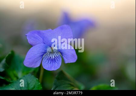 Heath dog-violet (Viola canina), flowers, Oberhausen, Ruhr area, North Rhine-Westphalia, Germany Stock Photo
