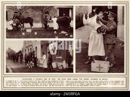 Wounded horses being treated from battle, at the Blue Cross Society (our Dumb Friends League) hospital at Serqueux being bandaged. In 1914, the hospital had 200 horses undergoing treatment.      Date: 1914 Stock Photo