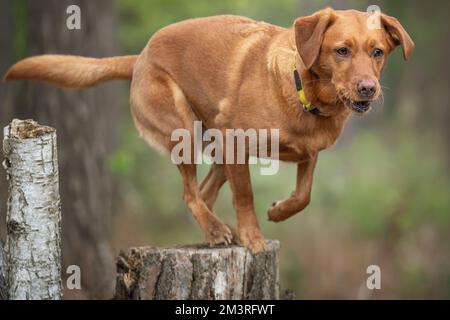 Fox Red Labrador on a tree stump posing in the forest about to jump Stock Photo